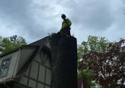 Tree Planting Service